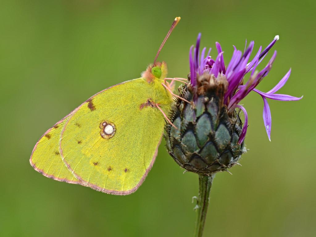 Clouded Yellow (underwing) - Andrew Cooper