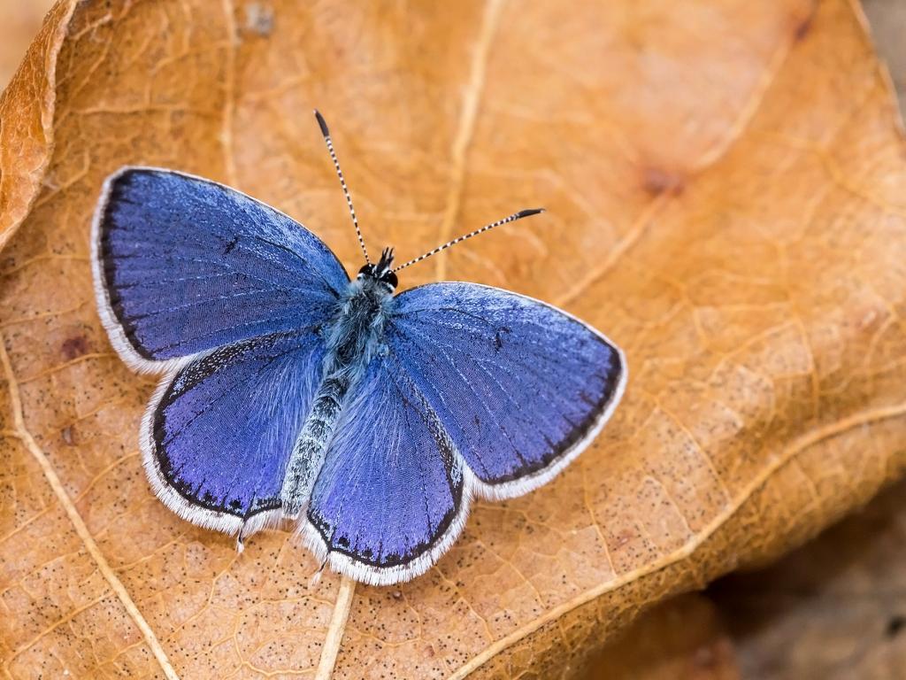 Short-tailed blue (upperwing) - Tamás Nestor