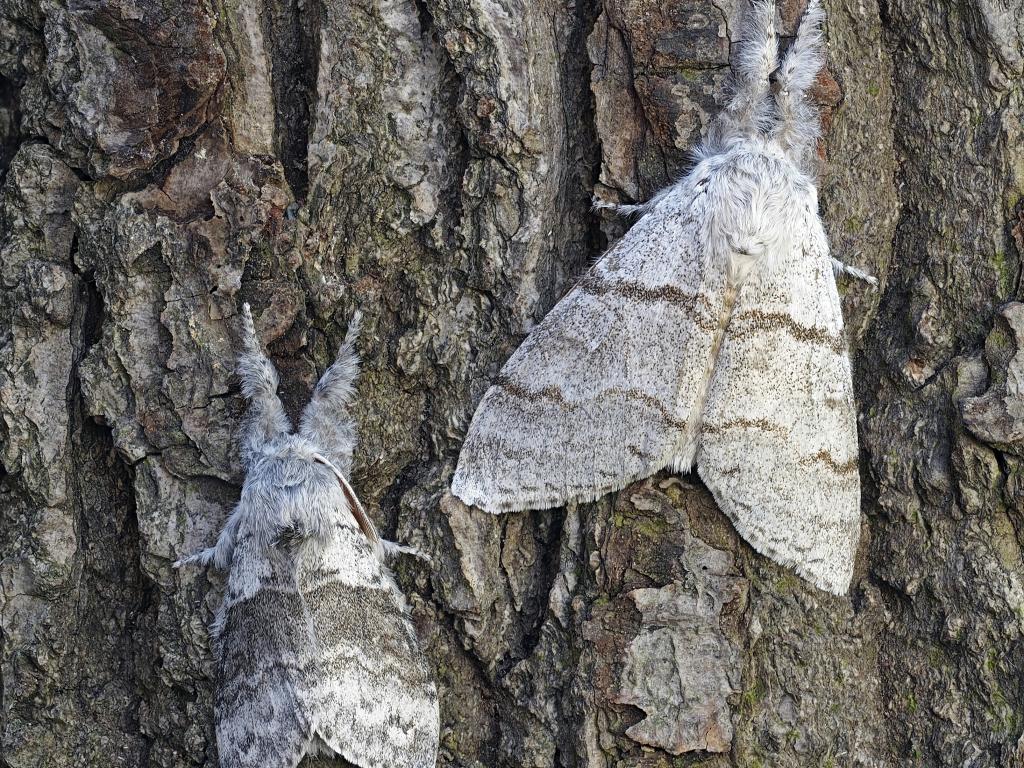 Pale Tussock (male and female) - Clive Jones