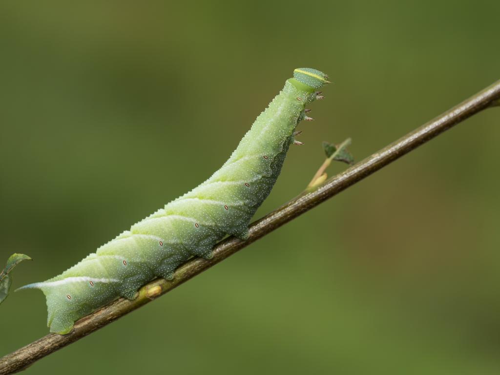Eyed Hawk-moth (caterpillar) - Bob Eade
