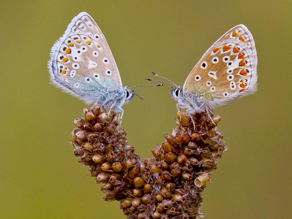 Common Blue (male & female) - Ivan Lynas