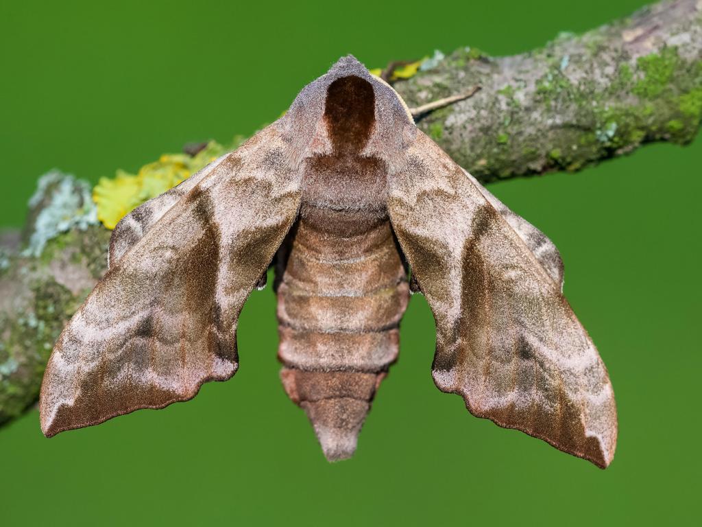 Eyed Hawk-moth - Adam Gor (cropped)