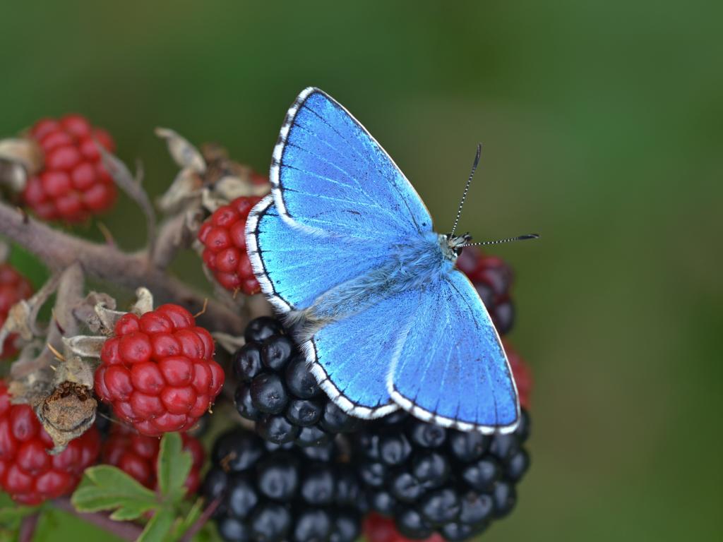 Adonis Blue (male/upperwing) - Andrew Cooper
