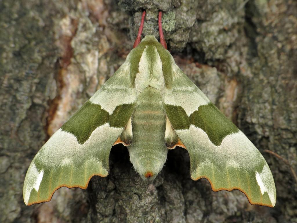 Lime Hawk-moth by Ryszard Szczygieł