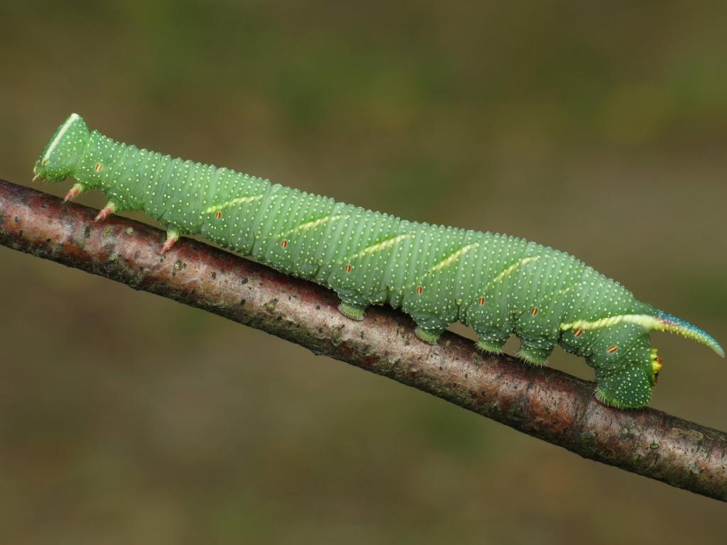 Lime Hawk-moth (caterpillar) by Ryszard Szczygieł