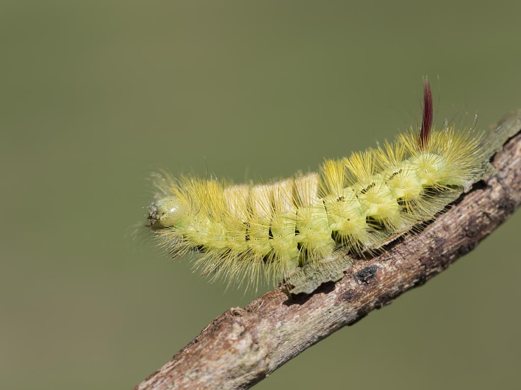 Pale Tussock (caterpillar) by Bob Eade