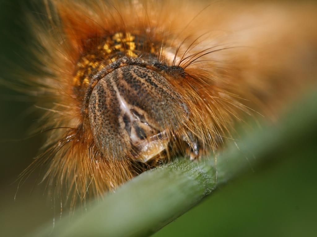 Drinker (caterpillar face) - Bob Eade