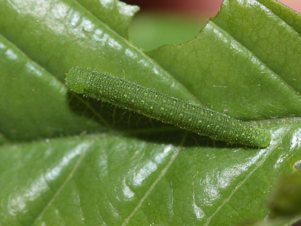 Brimstone (young caterpillar) - Dean Morley