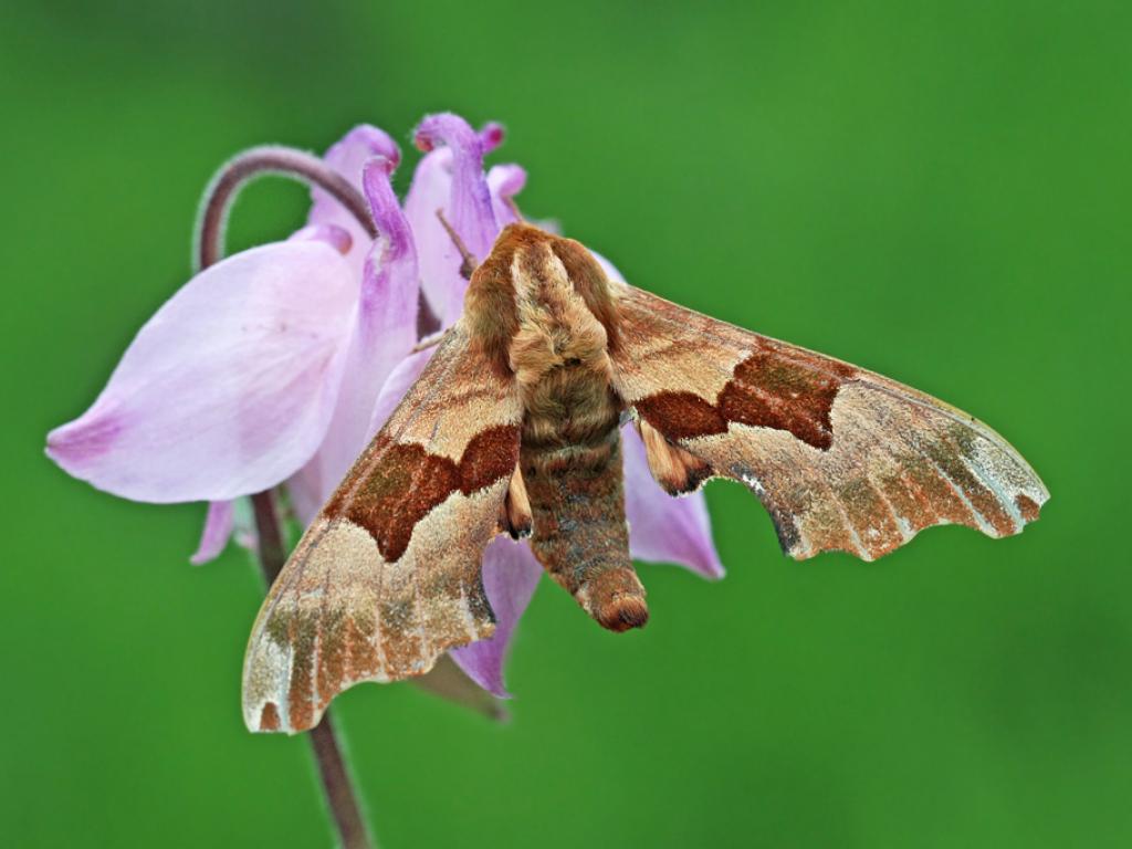 Lime Hawk-moth (brown form) by nutmeg66