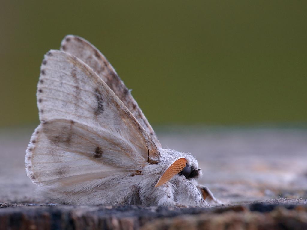 Pale Tussock by Rob Blanken