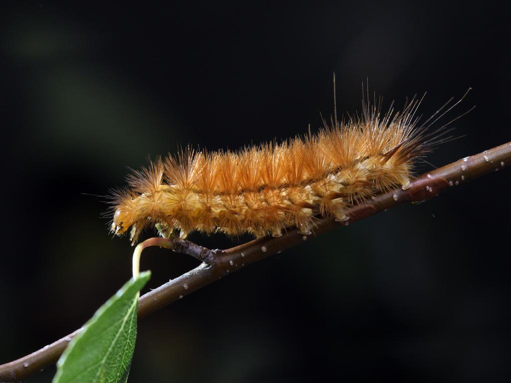 Buff Ermine (caterpillar) - Patrick Clement