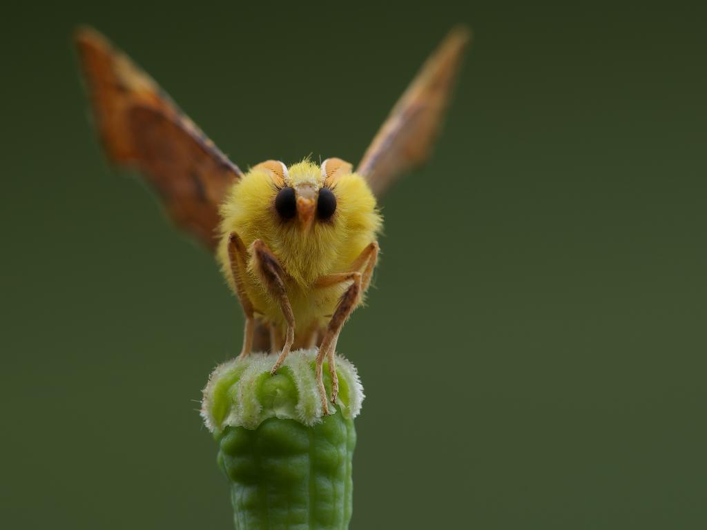 Canary-shouldered Thorn by Rob Blanken