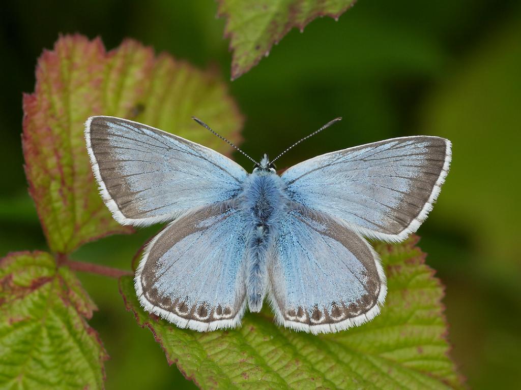 Chalk Hill Blue (male/upperwing) - Iain Leach