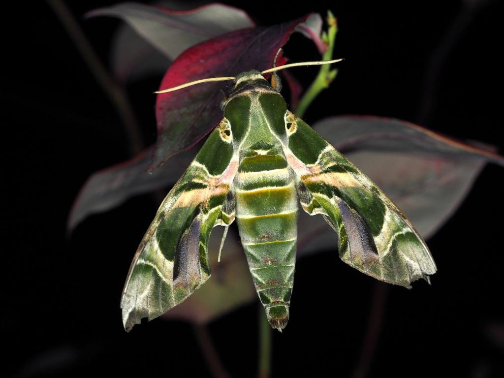 Oleander Hawk-moth - Paul Parsons