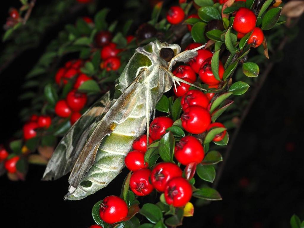 Oleander Hawk-moth - Paul Parsons