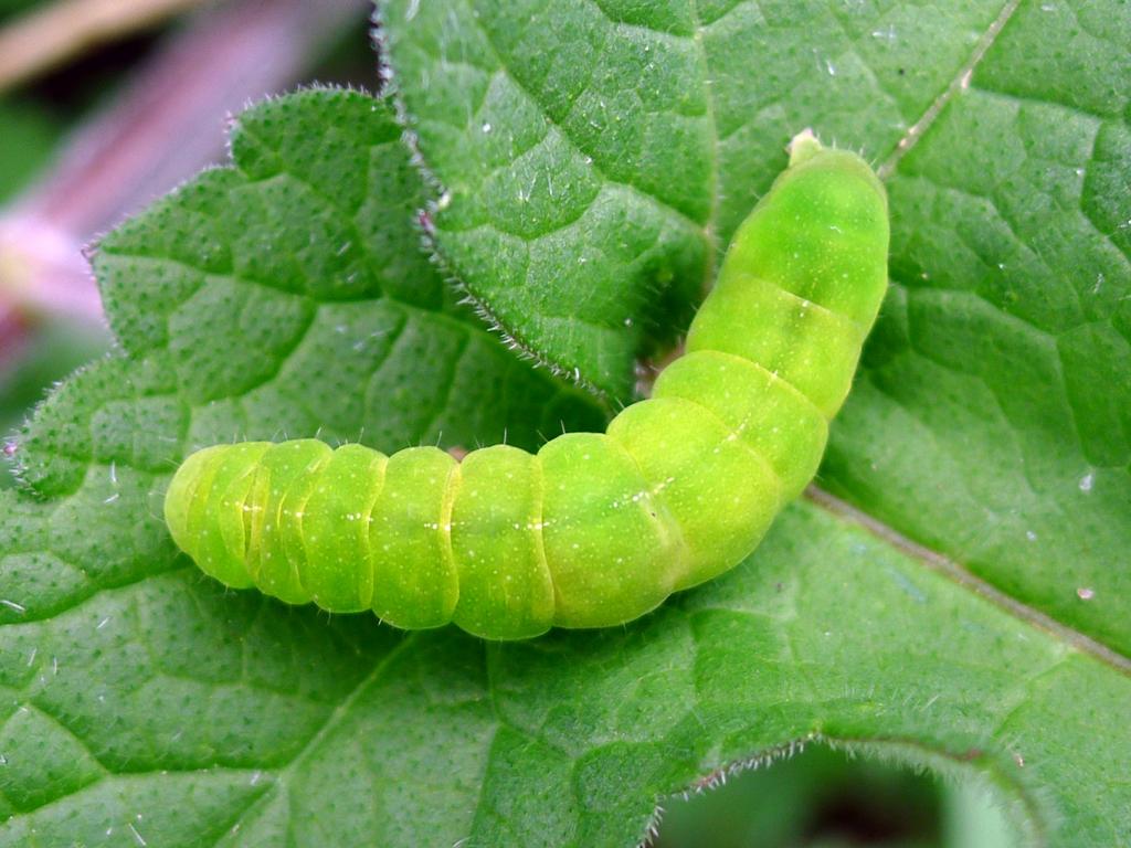 Angle Shades (caterpillar) - gailhampshire