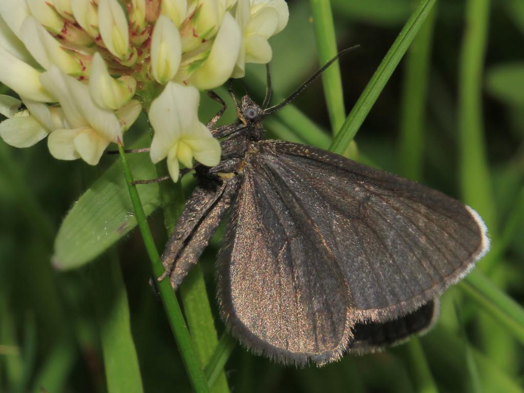 Chimney Sweeper (underwing) - Ann Collier