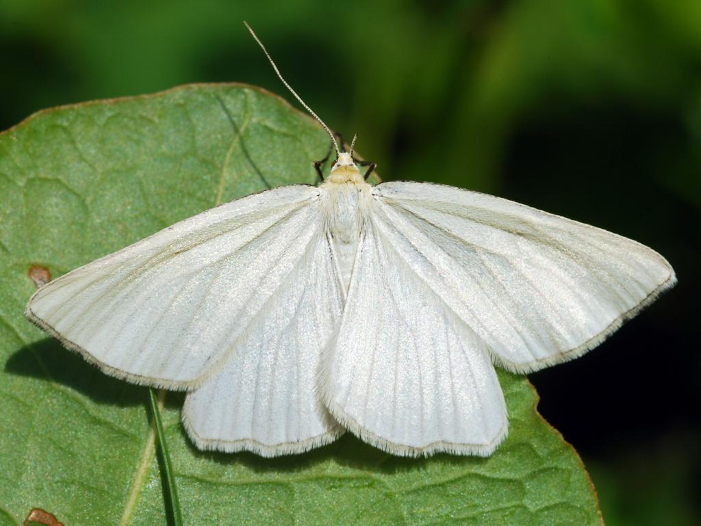 Black-veined Moth (pale form) - Vlad Proklov