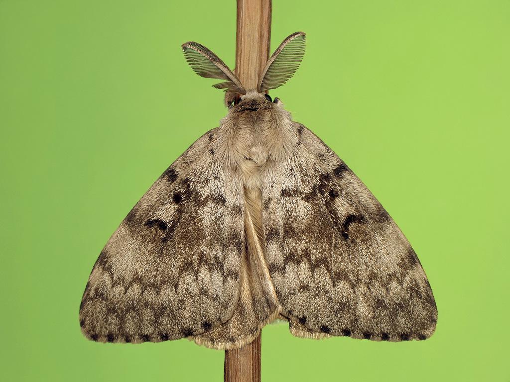 Gypsy moth (male) by Ryszard Szczygieł
