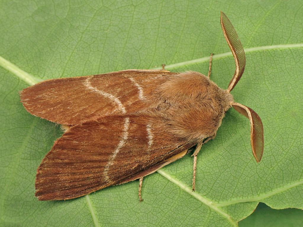 Fox moth (male) by Ryszard Szczygieł