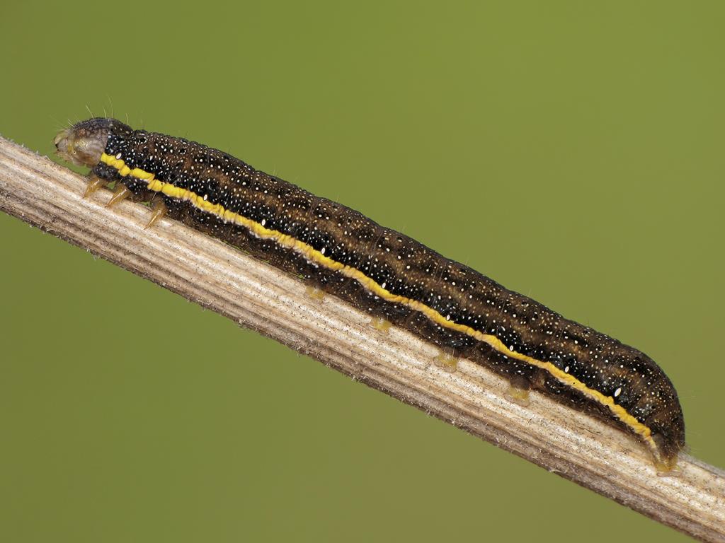 Bright-line Brown-eye (caterpillar/dark) - Ryszard Szczygieł
