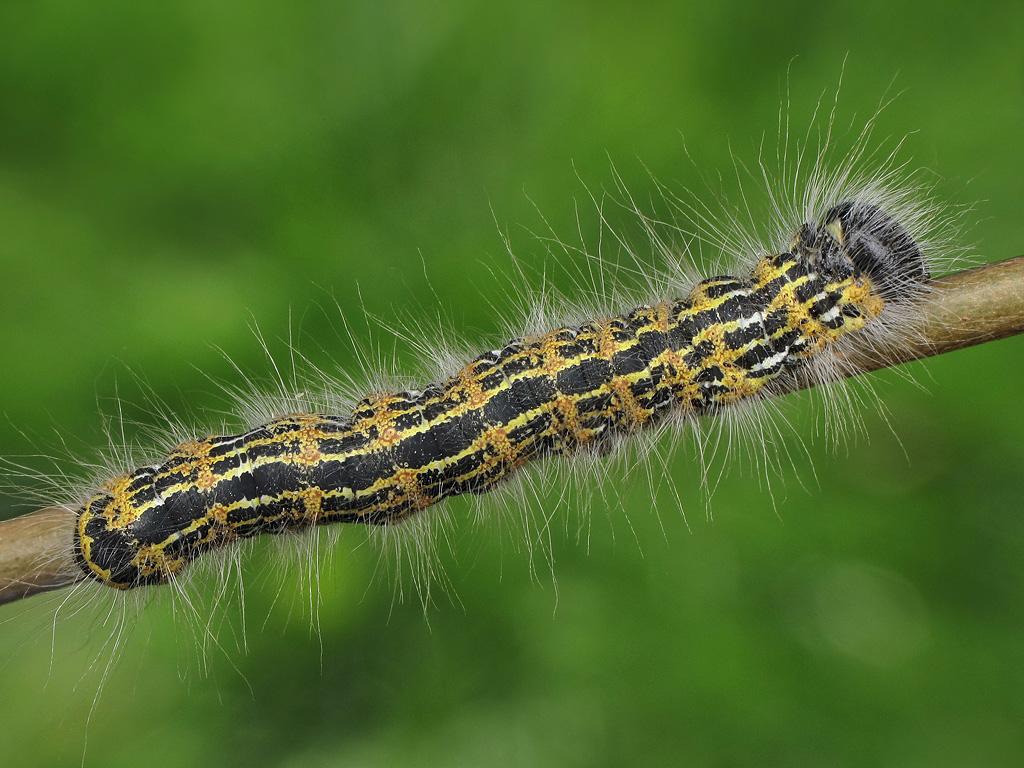Buff-tip (caterpillar) - Ryszard Szczygieł