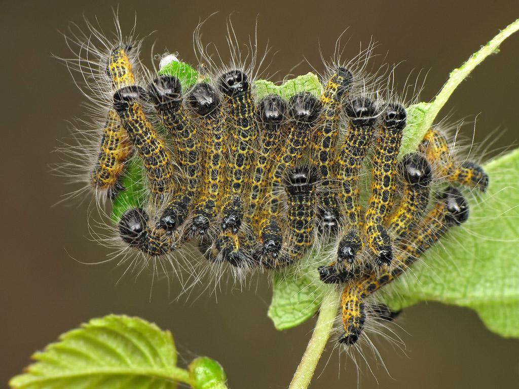 Buff-tip (caterpillars) - Ryszard Szczygieł