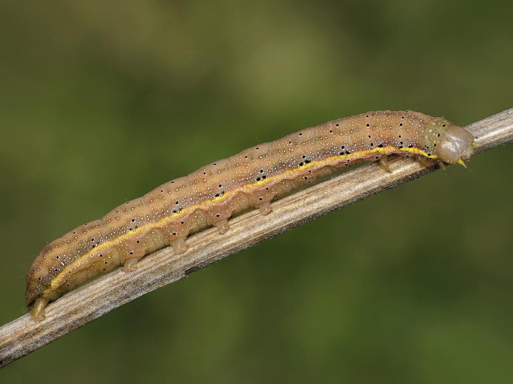 Bright-line Brown-eye (caterpillar/brown form) - Ryszard Szczygieł