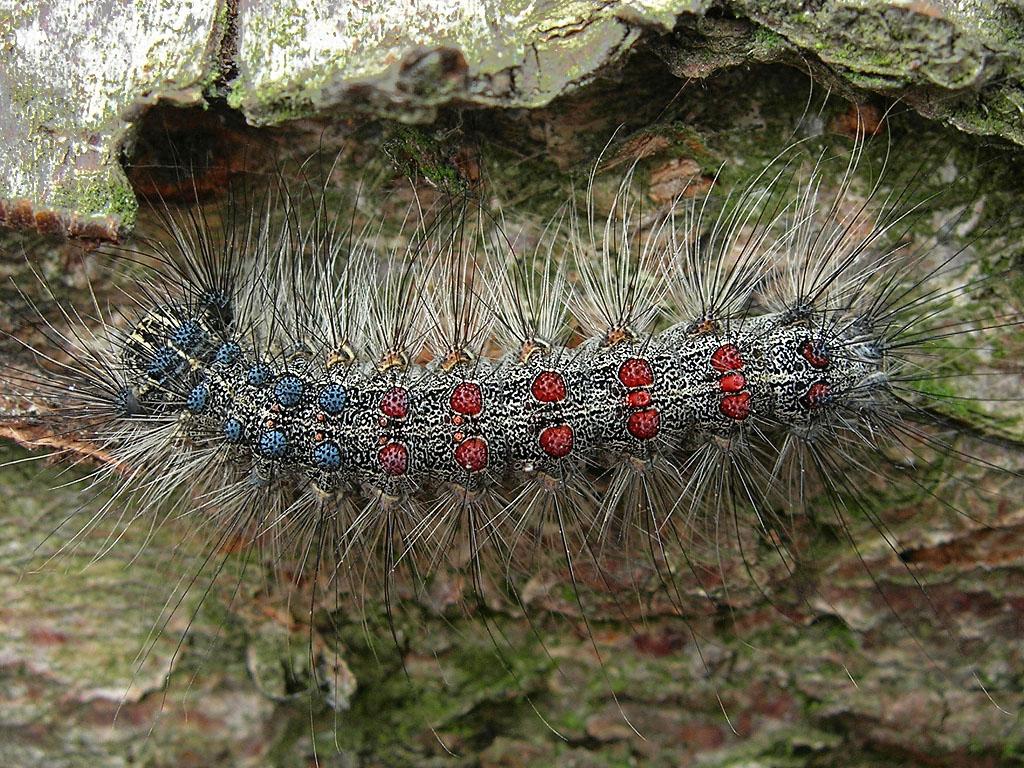 Gypsy moth (caterpillar) by Ryszard Szczygieł