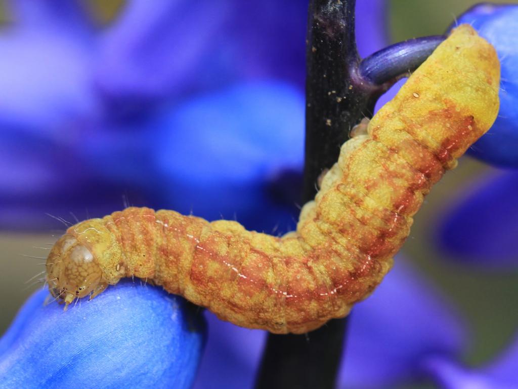 Angle Shades (caterpillar/orange form) - Ann Collier