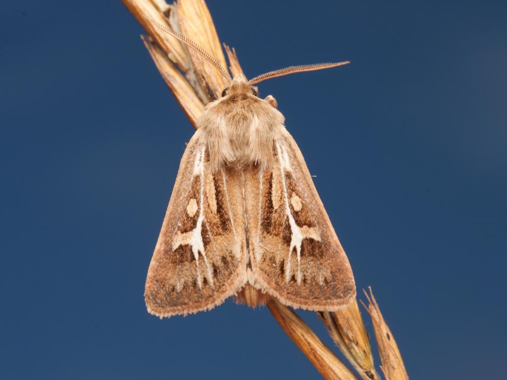 Antler moth - Tapio Kujala