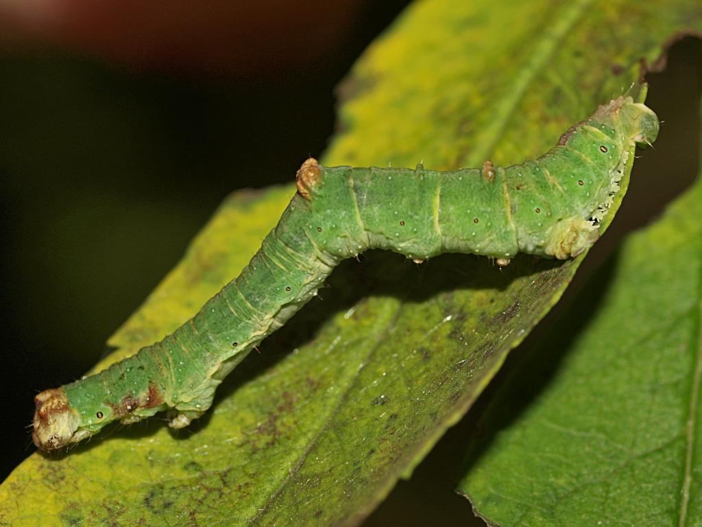 Brimstone Moth (caterpillar) - Line Sabroe