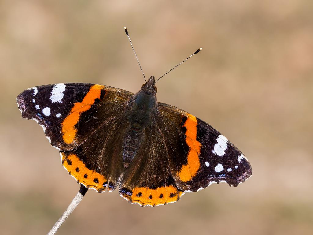 Red Admiral (upperwing) by Tamás Nestor