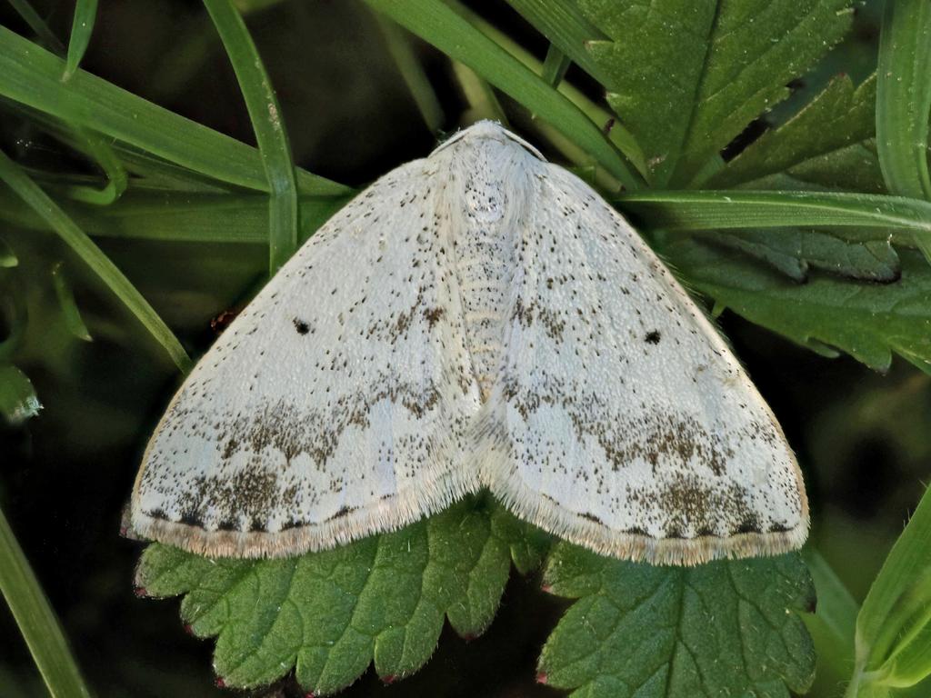 Clouded Silver - Janet Graham