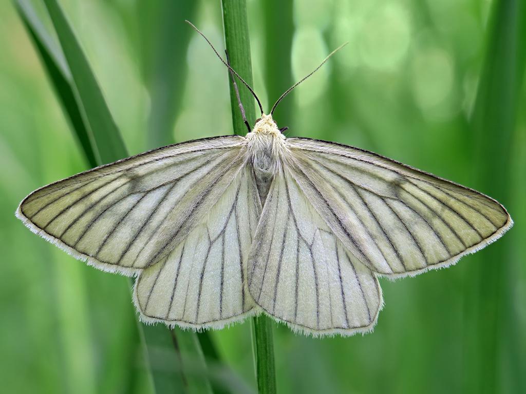 Black-veined Moth (upperwing) - Ryszard Szczygieł