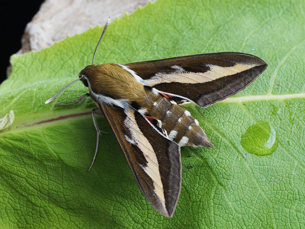 Bedstraw Hawk-moth - Ilia Ustyantsev