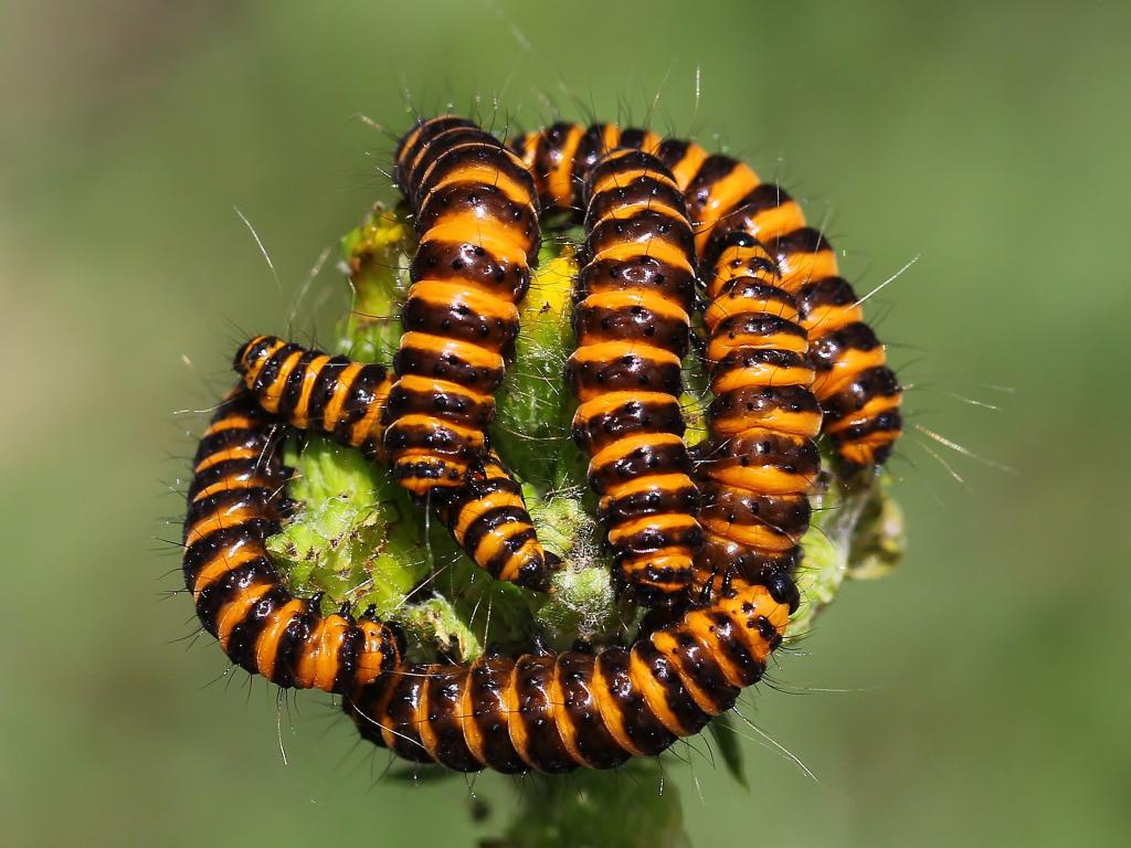Cinnabar (caterpillars) - Ann Collier