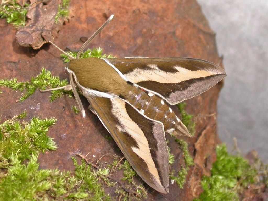 Bedstraw Hawk-moth - Paul Kitchener