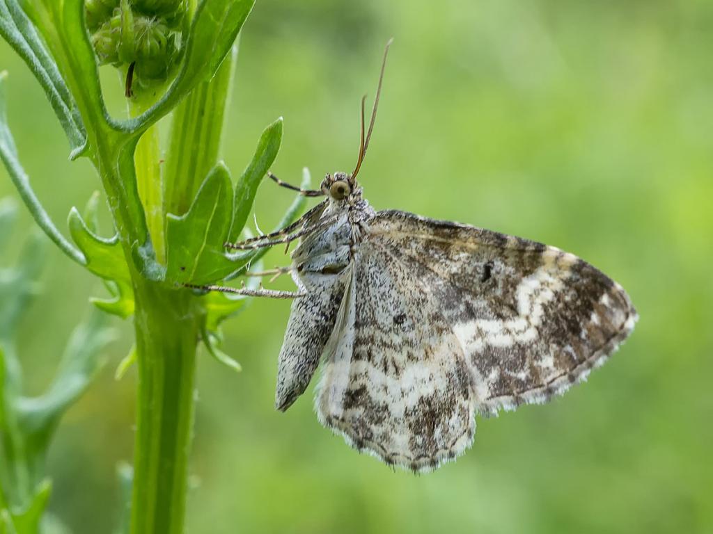 Common Carpet (underwing) - Ouwesok (Flickr)