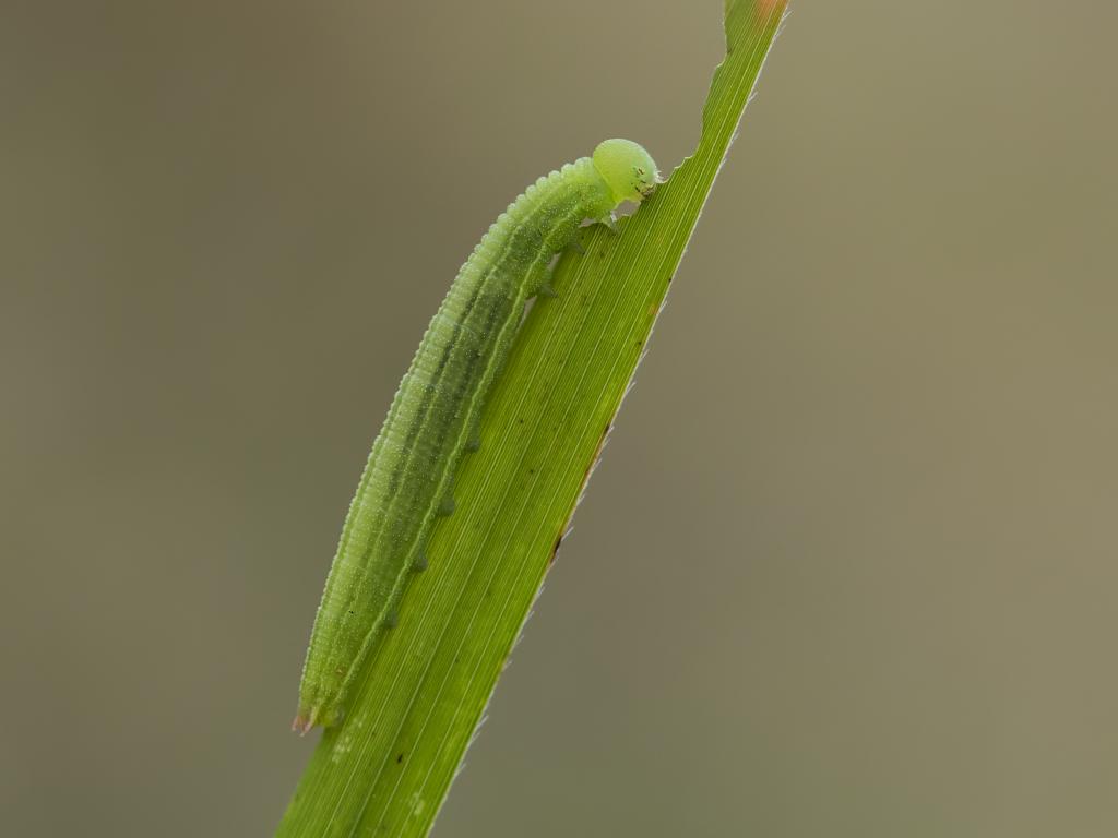 Small Heath (caterpillar) by Bob Eade