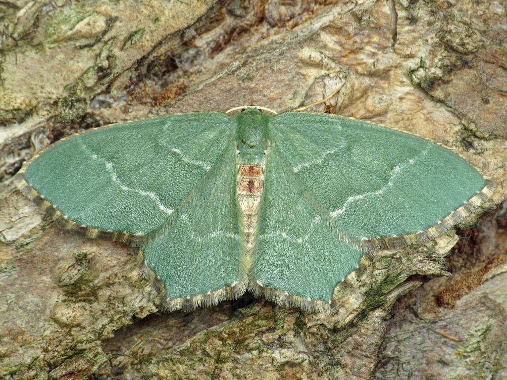 Common Emerald - Ryszard Szczygieł