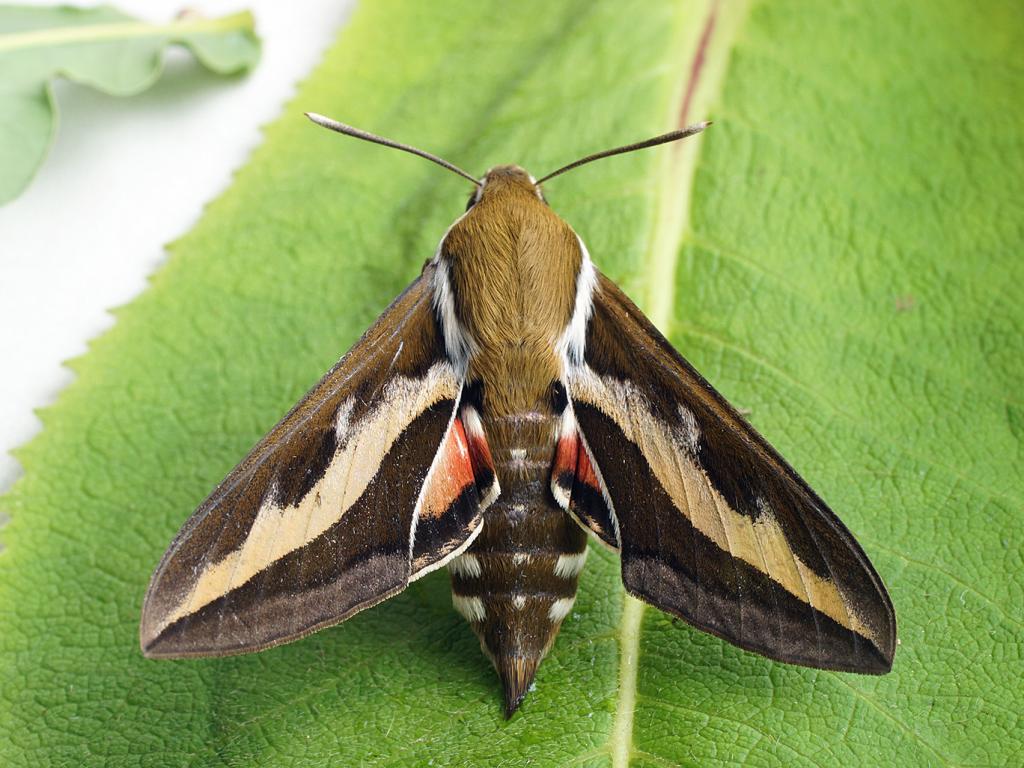 Bedstraw Hawk-moth - Ilia Ustyantsev