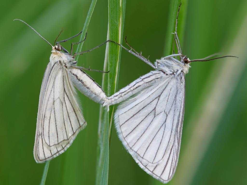 Black-veined Moth (male & female) - Aleksey Gnilenkov