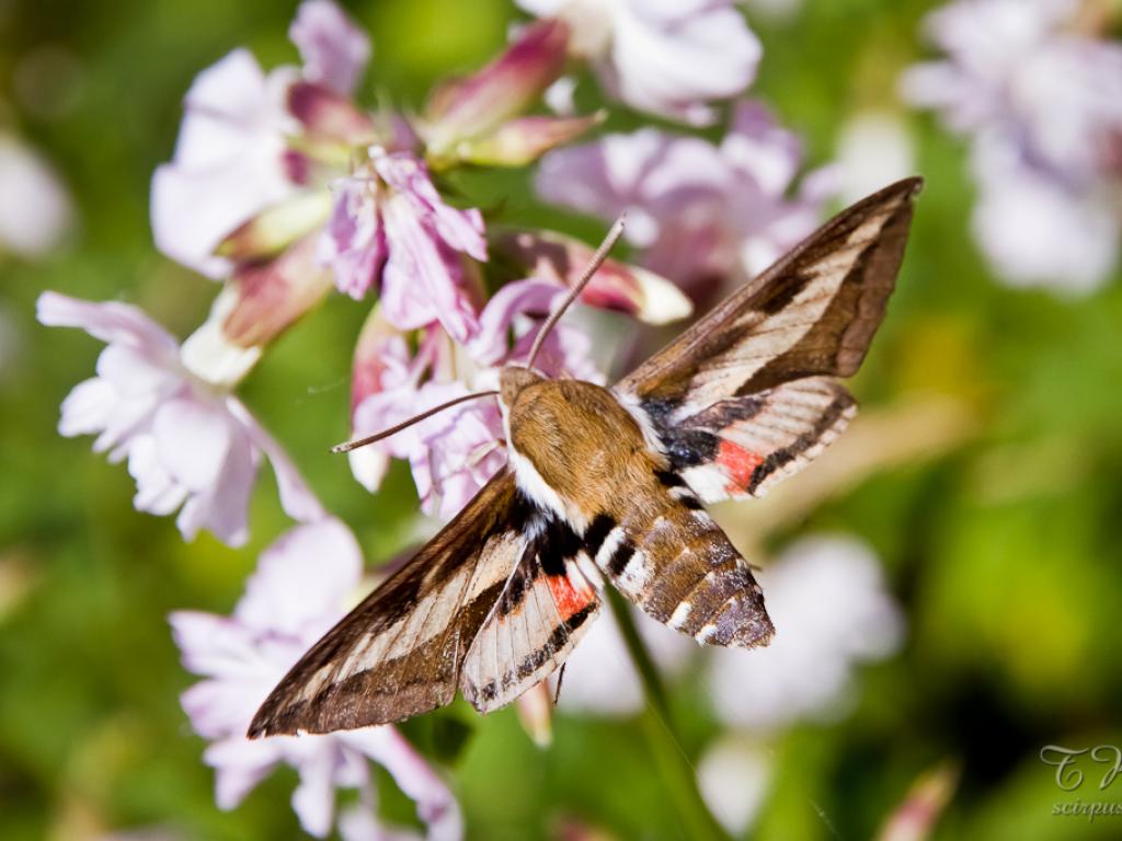 Bedstraw Hawk-moth (in flight) - Tapio Kaisla