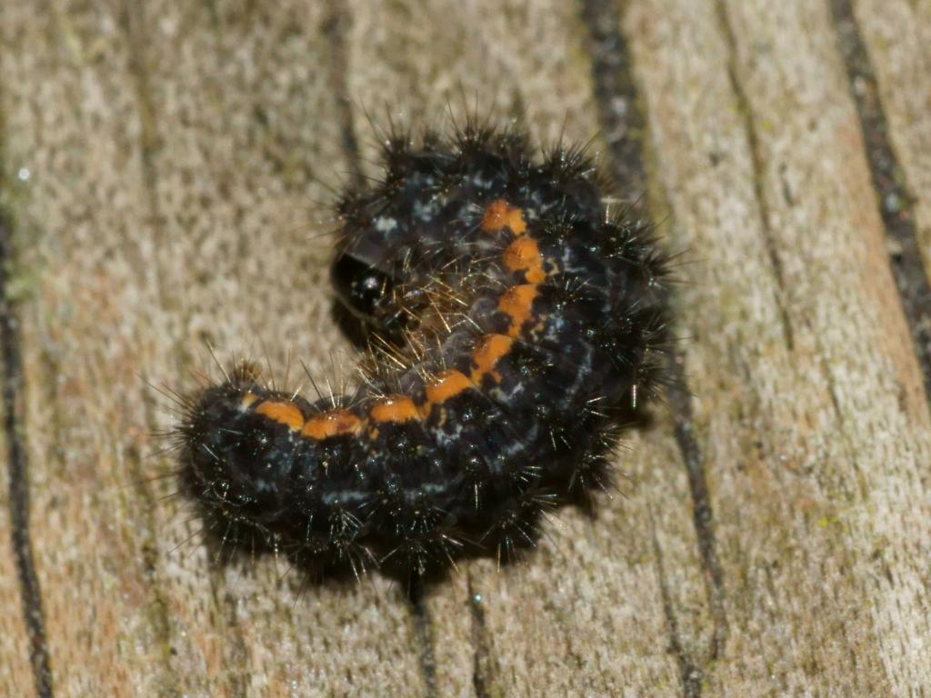 Common Footman (caterpillar) - bramblejungle (Flickr)