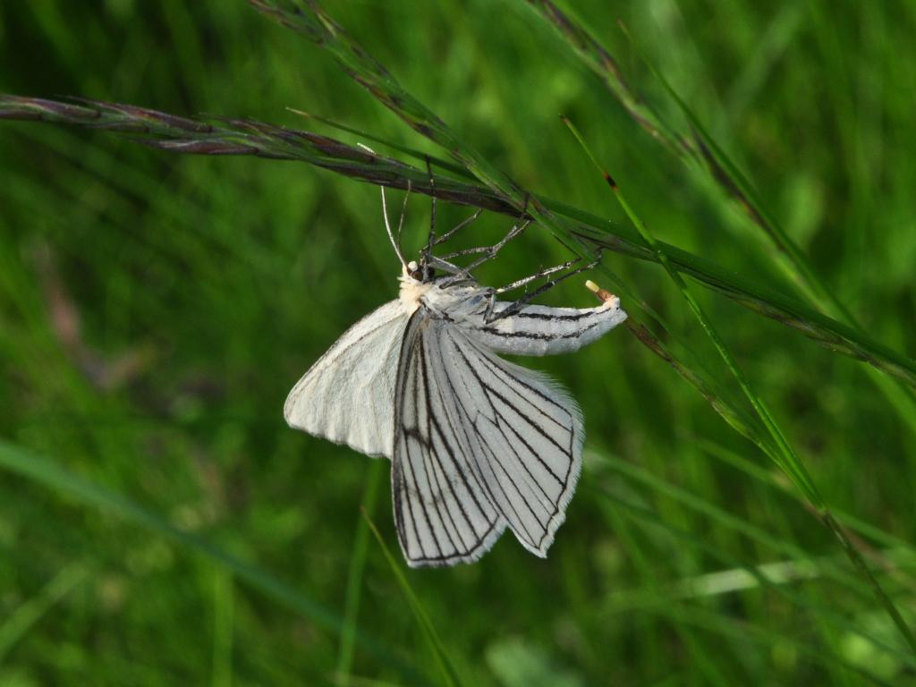 Black-veined Moth (egglaying) - Pavel Kirillov