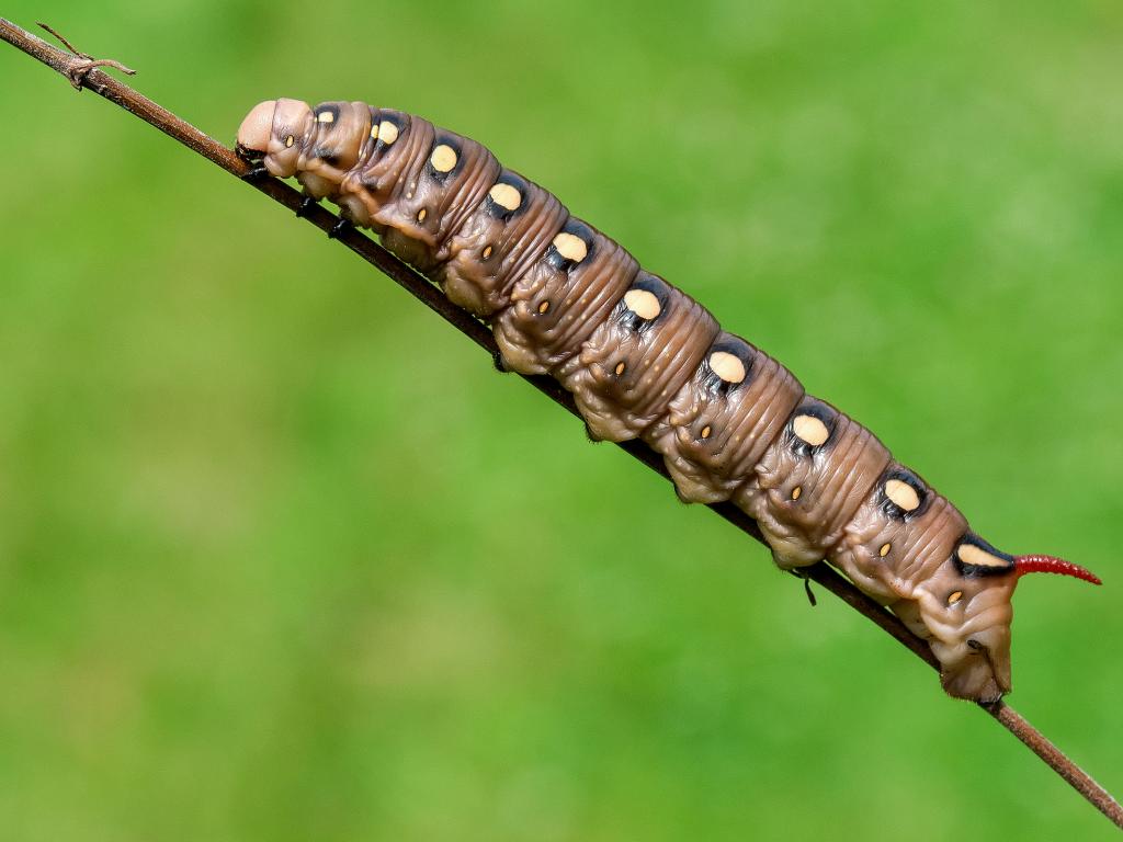 Bedstraw Hawk-moth (caterpillar) - Adam Gor