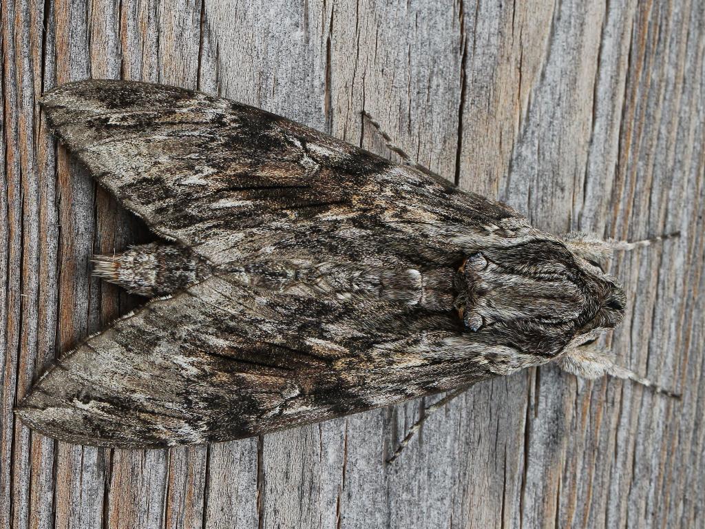 Convolvulus Hawk-moth - Ann Collier