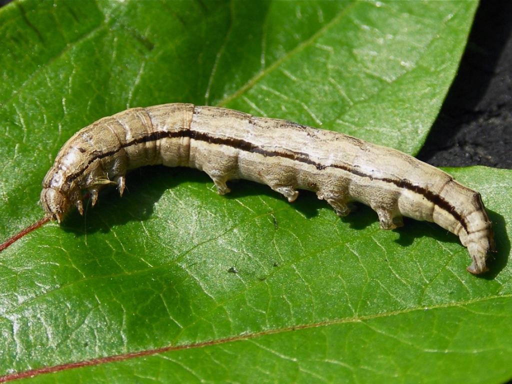 Early Grey (caterpillar) - creaturesnapper