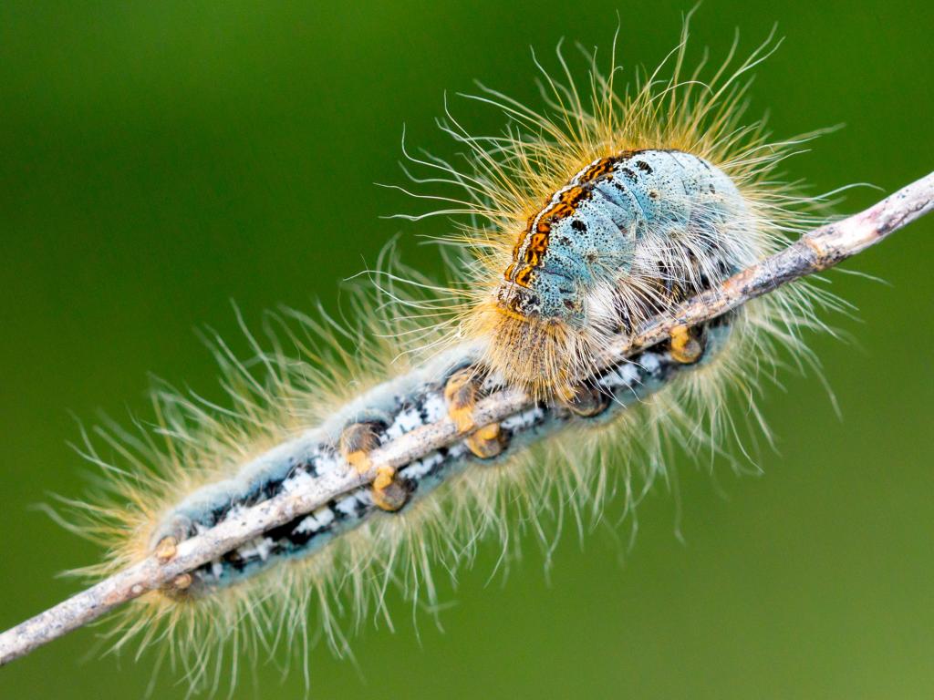 Ground Lackey (caterpillar) - Tamás Nestor